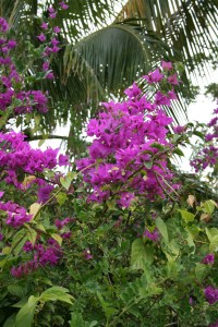 Disney Cruise Vacation 115