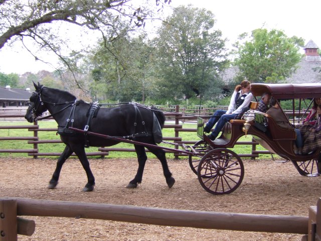 Horse & Carriage Ride