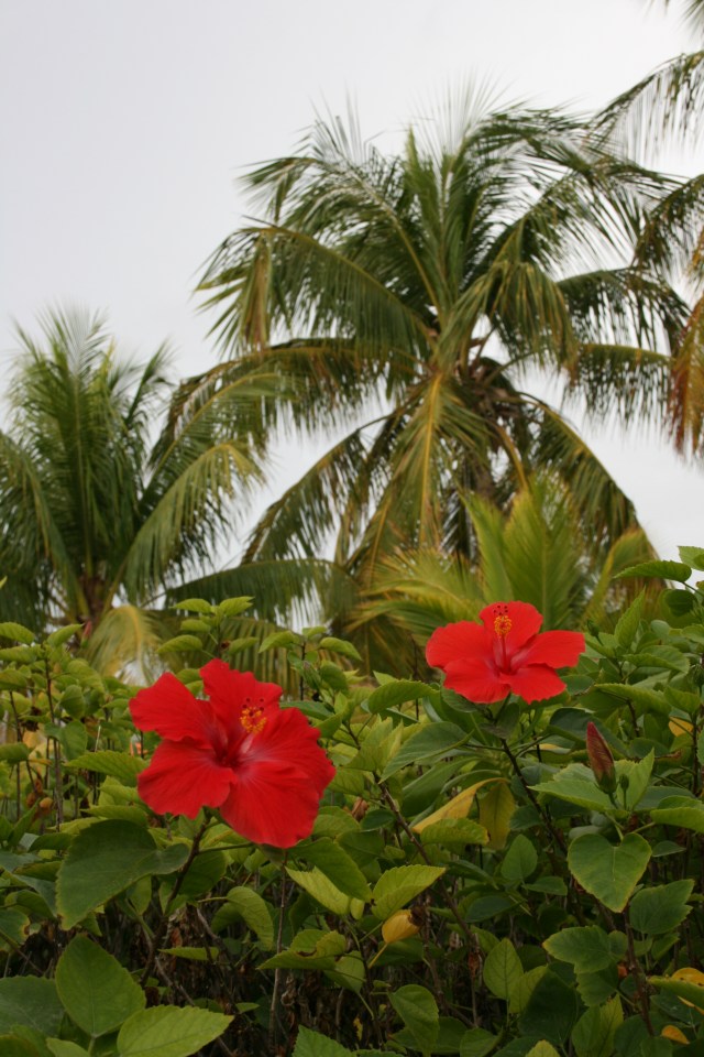 Disney's Castaway Cay
