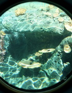 Porthole 8
